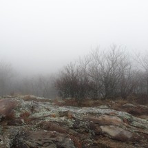 Rocks and dormant trees in the fog.