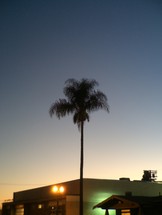 silhouette of a palm tree at dusk 