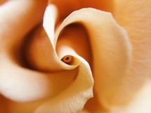 a peach rose closeup 
