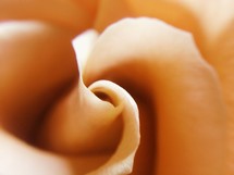 peach rose closeup 
