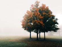 fall trees and morning fog 