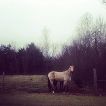 horse in a pasture