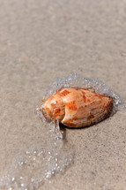 Seashell in the wet sand on the beach.
