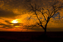 isolated winter tree at sunset