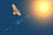 Bird in flight under the sun.