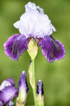 white and purple iris 
