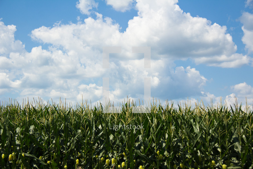 clouds and blue sky over a corn field