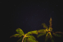 Palm trees under the stars.