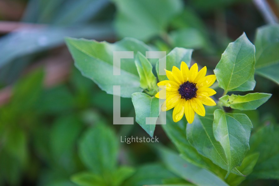 Yellow flower with greenery.