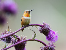 hummingbird perched 
