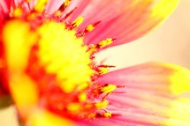 yellow and pink flower closeup 