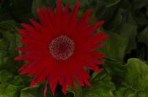 red gerber daisy 