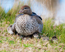 Wood duck family,