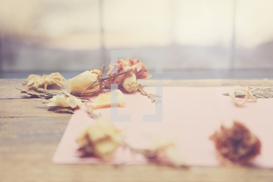 dried flowers on pink paper by bright window