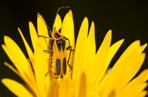 Soldier beetle on yellow flower petals.