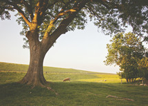 sheep grazing in a pasture under a tree 