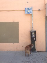 pay phone and dog