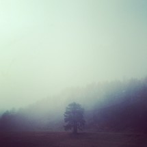 tree under fog
