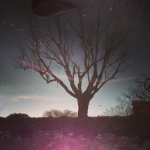 tree under a halo of light