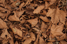 brown dead leaves 