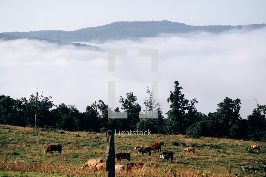 cows grazing in a foggy mountain pasture 