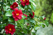 red Camilla flower 