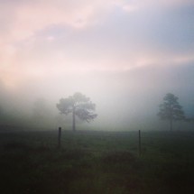 foggy field 