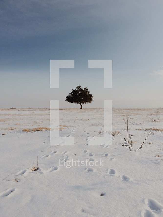 isolated tree in a snowy field 