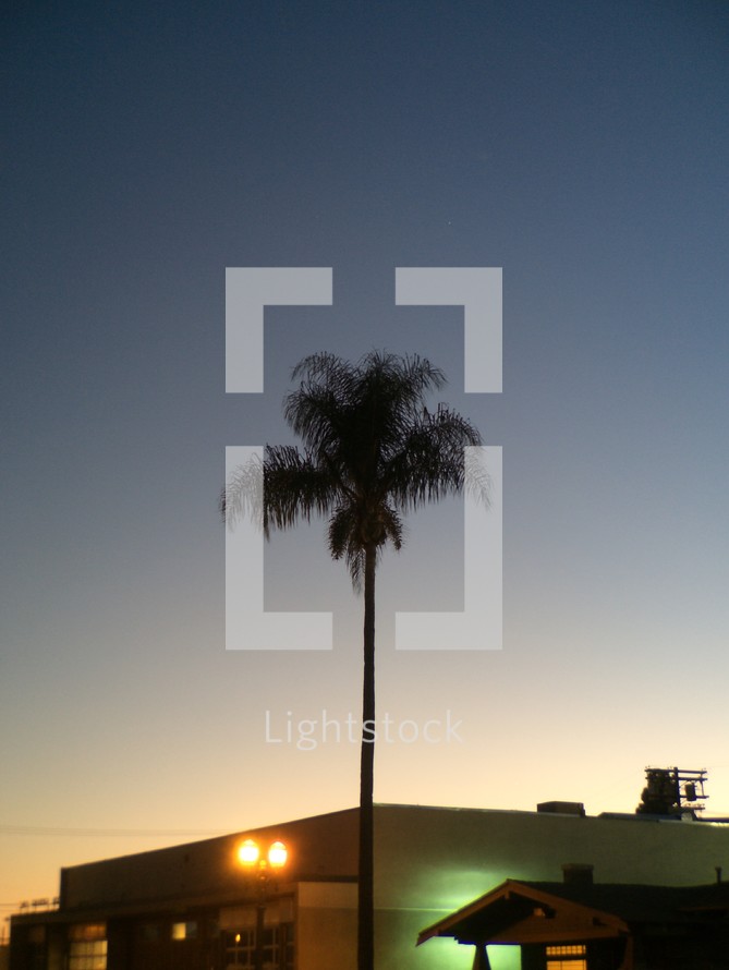 silhouette of a palm tree at dusk 