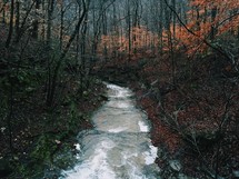 water flowing through a creek in a forest 