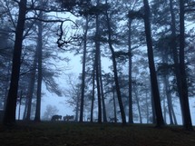 deer grazing in a foggy forest