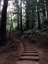 steps along a trail in a redwood forest 