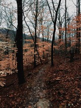 trail through a fall forest 