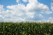 clouds and blue sky over a corn field
