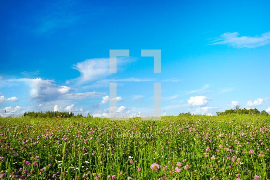 Field with meadow flowers