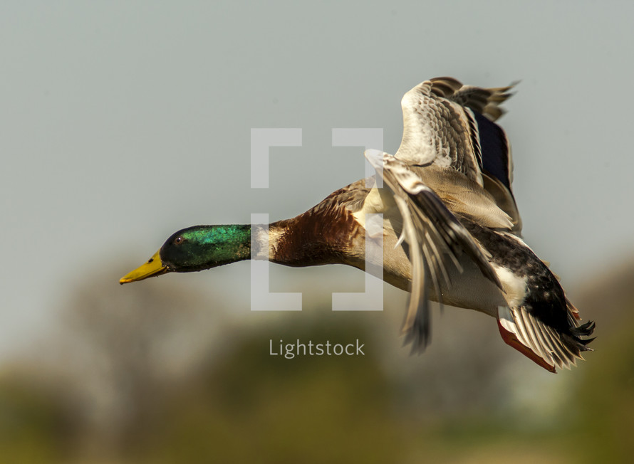 duck in flight 
