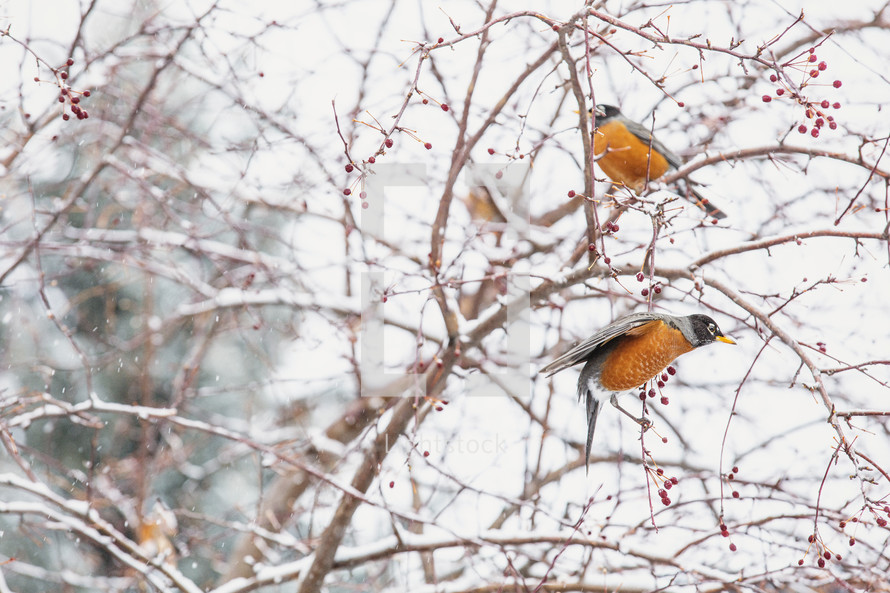 robins in a winter tree 