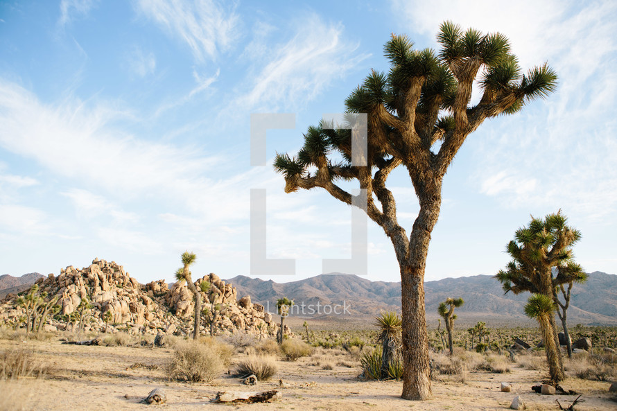 desert trees and cactus 