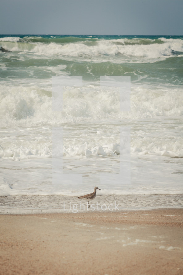 Bird on beach with as ocean waves roll in.