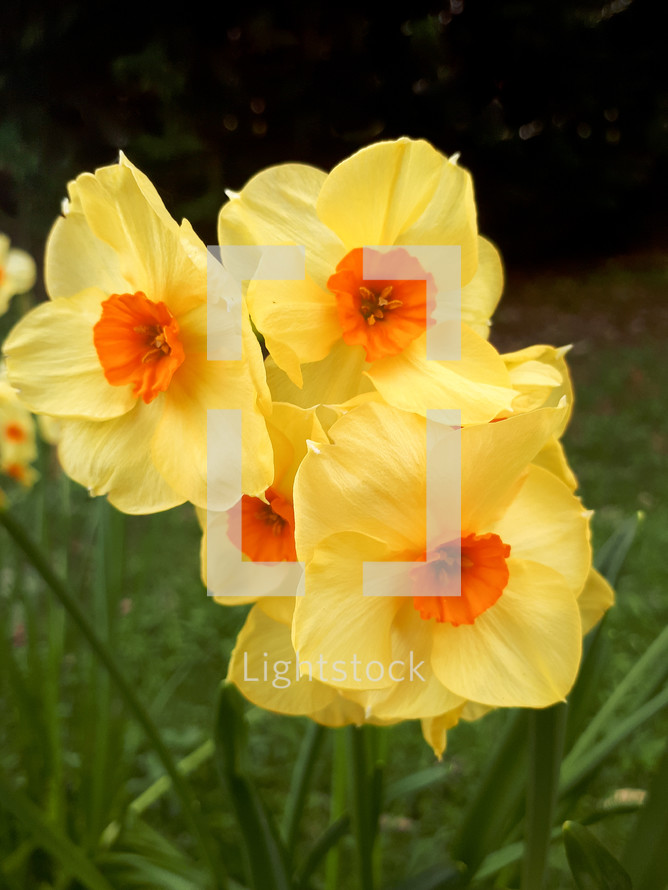 Small Orange and Yellow Daffodils in the Garden
