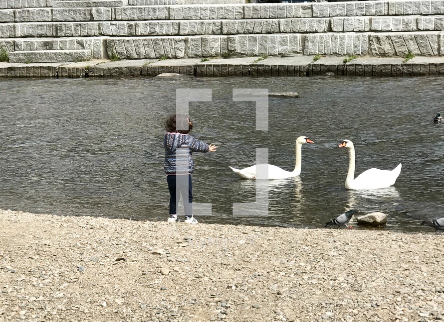 a child feeding swans 