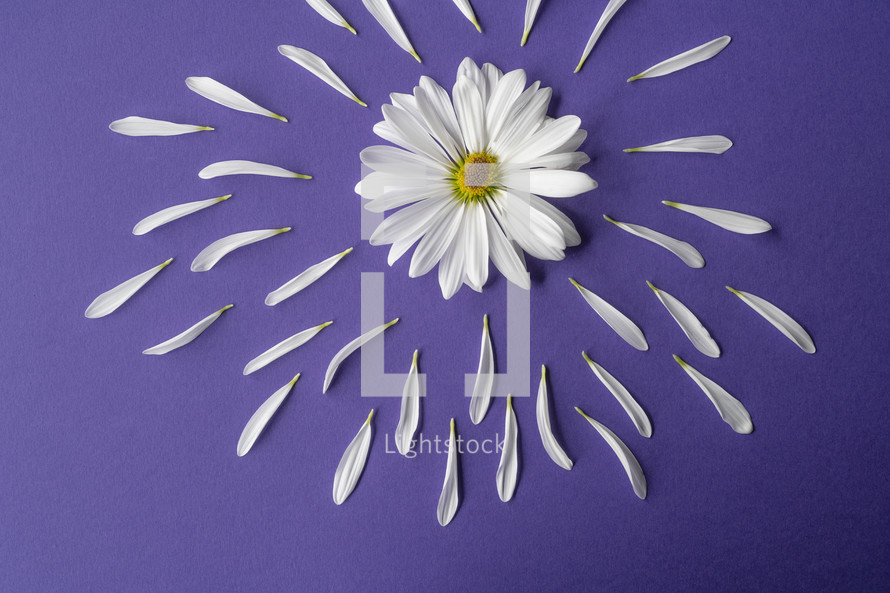 white flower on a purple background 