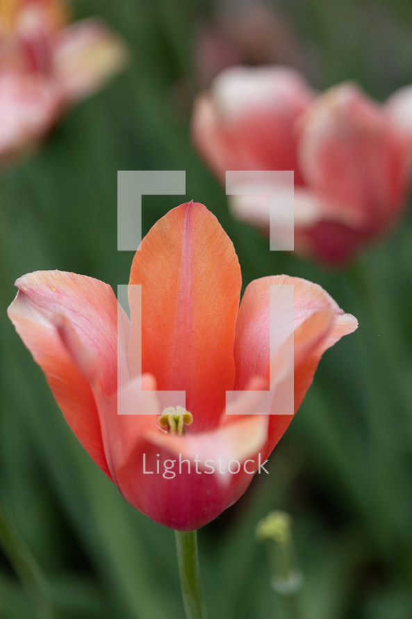 close up of tulip petals