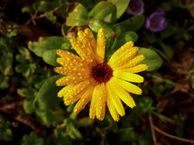Raindrops on Golden Sunlit Common Marigold / Calendula Flower