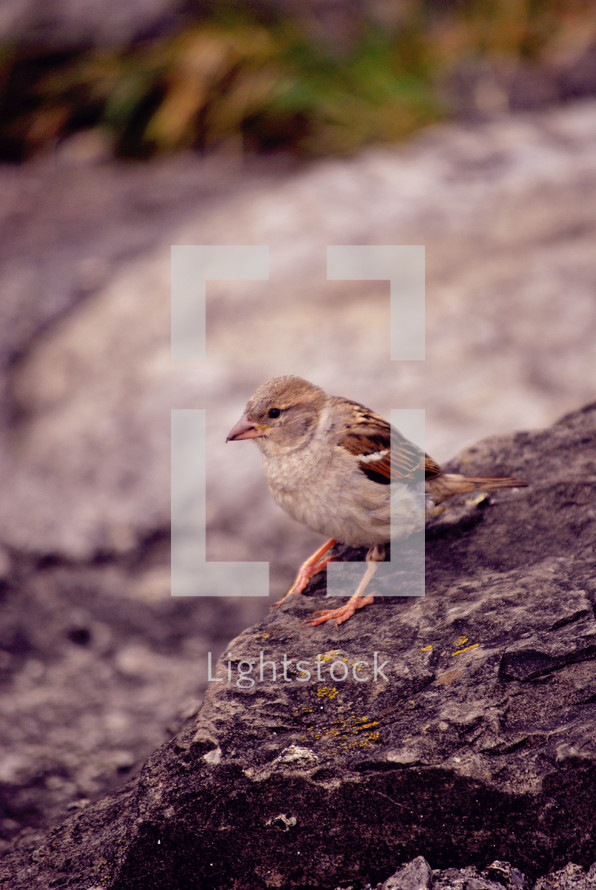 bird on a rock 
