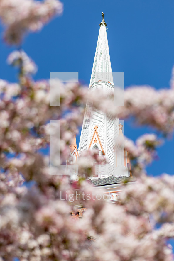 church steeple seen through tree blossoms