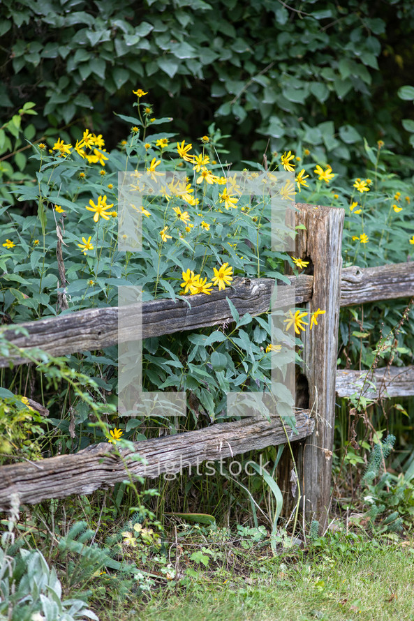yellow flowers behind a fence 