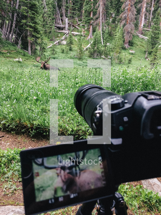 camera taking a picture of a moose 