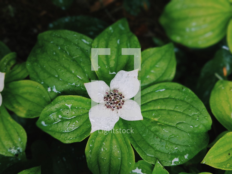 rain drops on a flower 