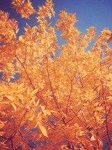 golden leaves against a blue sky 